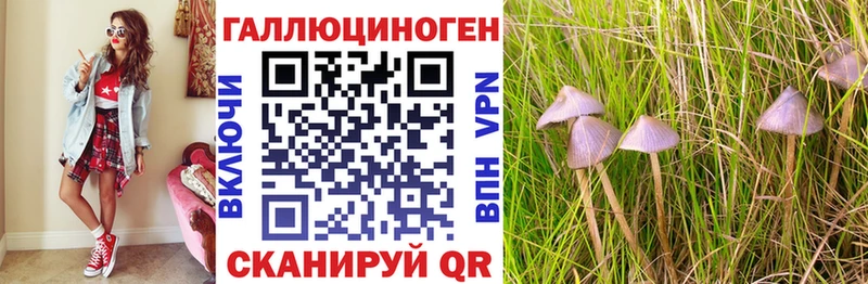 Псилоцибиновые грибы Psilocybe  Купить где  Каргат 